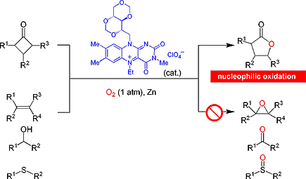酸素分子による、有機触媒を用いた、化学選択的なBaeyer-Villiger酸化法 図1