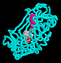 フラビン酵素 cholesterol oxidase の分子構造