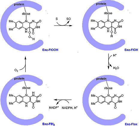 フラビンモノオキシゲナーゼによる有機分子の酸素酸化の機構